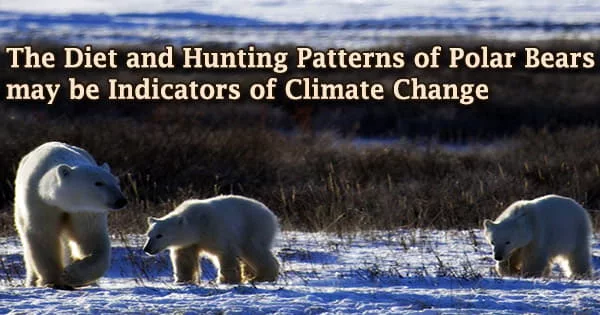 The Diet and Hunting Patterns of Polar Bears may be Indicators of Climate Change