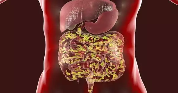 The Gut Virome is described in a New Study