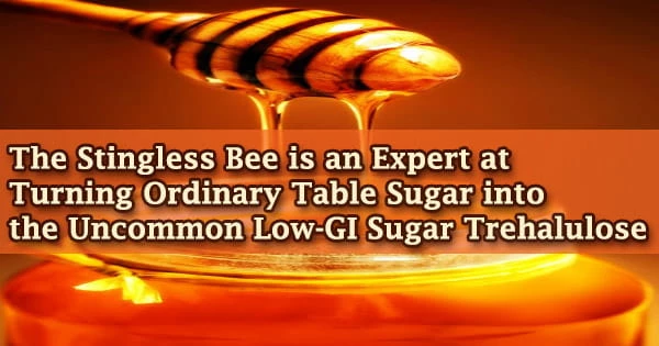 The Stingless Bee is an Expert at Turning Ordinary Table Sugar into the Uncommon Low-GI Sugar Trehalulose