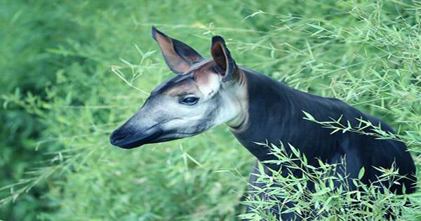 Video Shows How Okapis Suck In Their Eyes to Avoid Branches