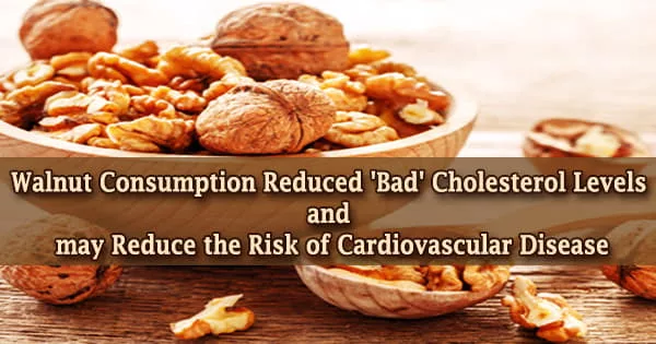 Walnut Consumption Reduced ‘Bad’ Cholesterol Levels and may Reduce the Risk of Cardiovascular Disease