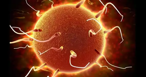 A Gene Involved in Production of Sperm Cells has been Identified