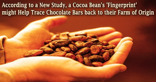 According to a New Study, a Cocoa Bean’s ‘Fingerprint’ might Help Trace Chocolate Bars back to their Farm of Origin