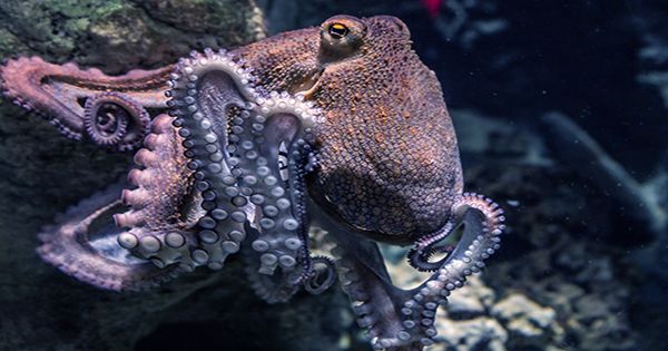 High-Speed Cameras Reveal Octopus Hunting Methods Such as “Parachuting,” “Waving,” and the “Snap-Trap.”