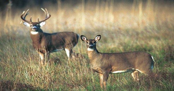 COVID-19 in American Deer Raises Concerns for Future of Pandemic