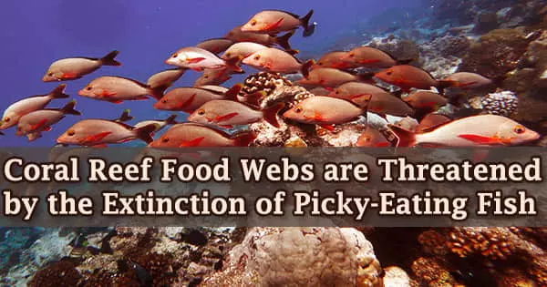 Coral Reef Food Webs are Threatened by the Extinction of Picky-Eating Fish