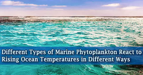 Different Types of Marine Phytoplankton React to Rising Ocean Temperatures in Different Ways