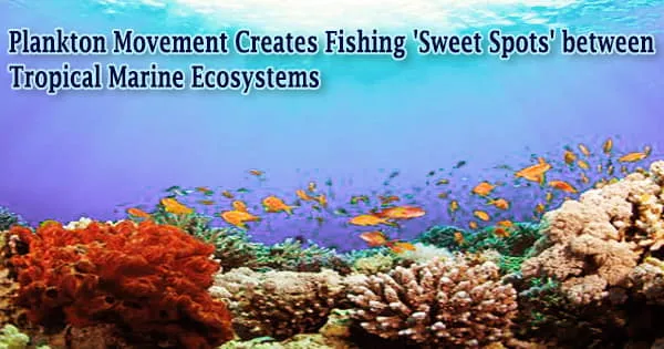 Plankton Movement Creates Fishing ‘Sweet Spots’ between Tropical Marine Ecosystems