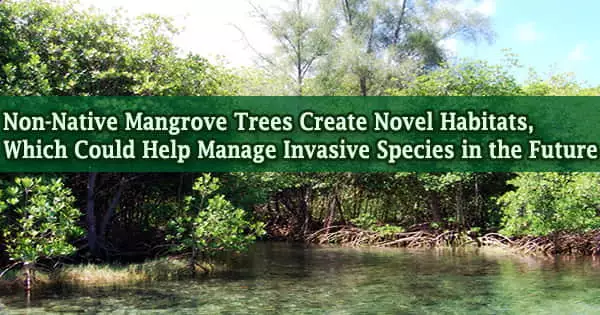 Non-Native Mangrove Trees Create Novel Habitats, Which Could Help Manage Invasive Species in the Future
