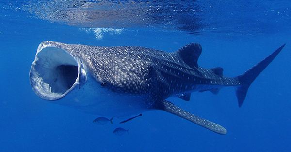 Shark-Spotting Drone Warning App Reveals Surprising Marine Wildlife Behaviors