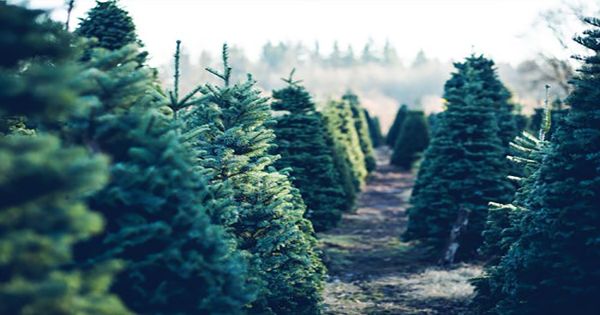 Are Real or Fake Christmas Trees Better For the Environment