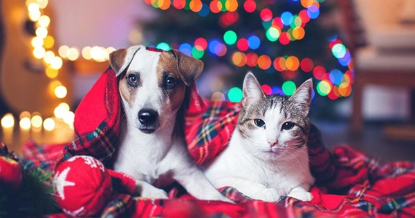 Christmas Can Be Hazardous for Pets – Here is what to Lookout For