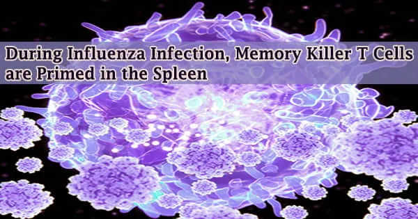 During Influenza Infection, Memory Killer T Cells are Primed in the Spleen