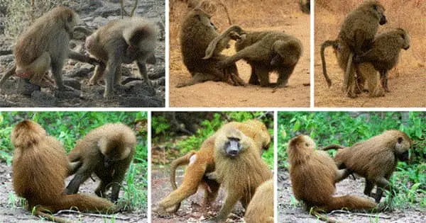 Experimentation Results in Baboon Social Conventions