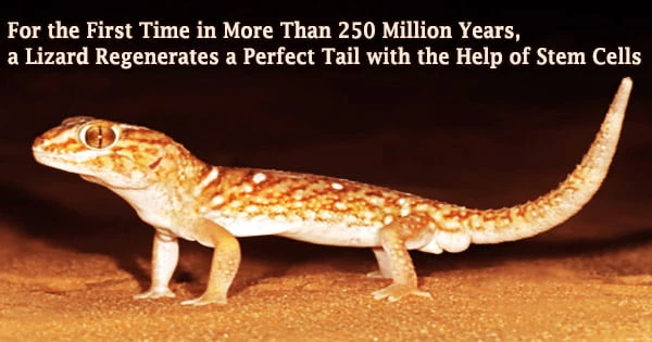 For the First Time in More Than 250 Million Years, a Lizard Regenerates a Perfect Tail with the Help of Stem Cells