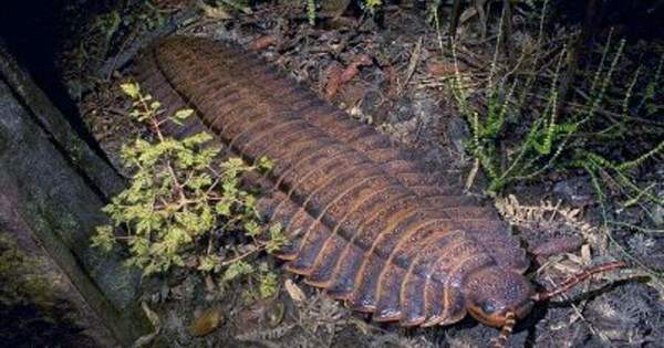 Giant Ancient Millipede Breaks Record For Largest Ever Arthropod