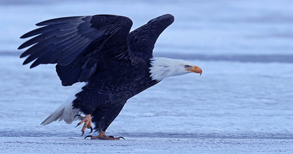 Ginormous Asian Eagle Spotted In Massachusetts, Sending Birders into Frenzy