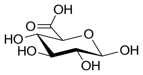 Glucuronic Acid – an Uronic Acid
