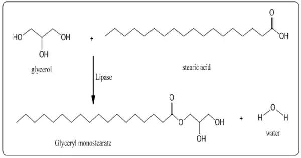 Glycerol Monostearate – a Monoglyceride