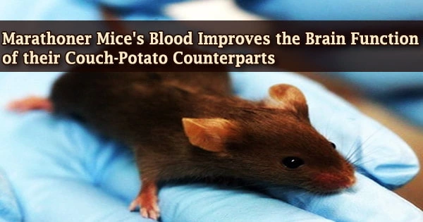 Marathoner Mice’s Blood Improves the Brain Function of their Couch-Potato Counterparts