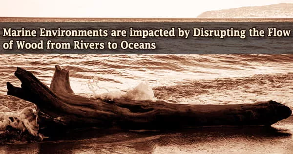 Marine Environments are impacted by Disrupting the Flow of Wood from Rivers to Oceans