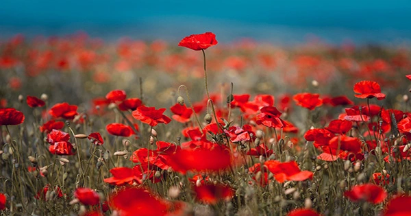 New Zealand’s startup ecosystem poised to grow more ‘tall poppies ...