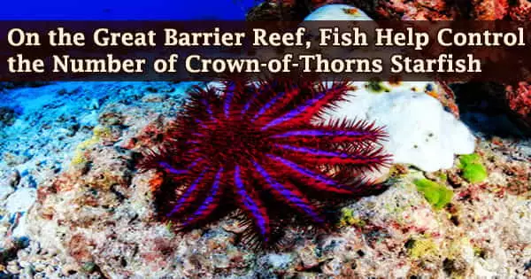 On the Great Barrier Reef, Fish Help Control the Number of Crown-of-Thorns Starfish
