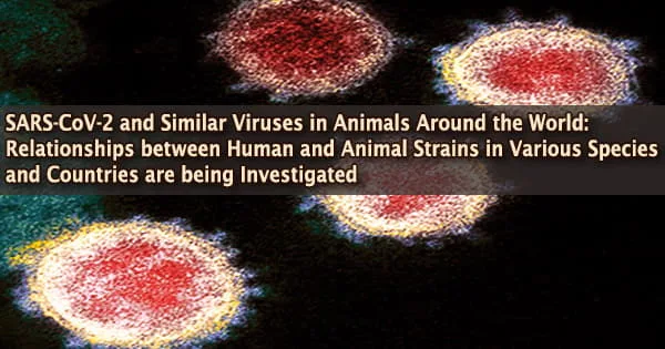 SARS-CoV-2 and Similar Viruses in Animals Around the World: Relationships between Human and Animal Strains in Various Species and Countries are being Investigated
