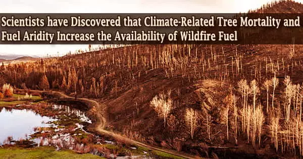 Scientists have Discovered that Climate-Related Tree Mortality and Fuel Aridity Increase the Availability of Wildfire Fuel