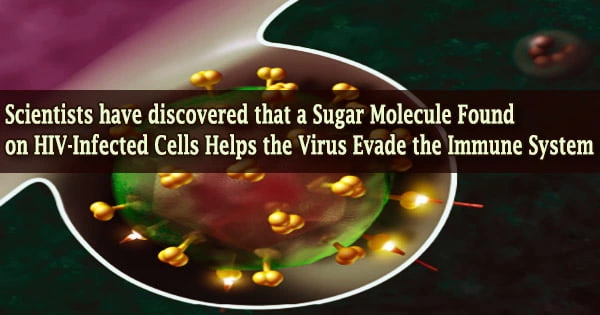 Scientists have discovered that a Sugar Molecule Found on HIV-Infected Cells Helps the Virus Evade the Immune System