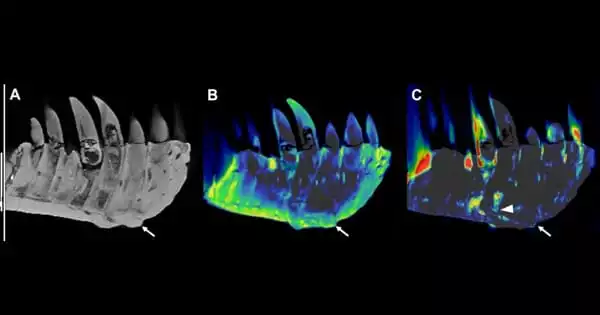 A CT Scan Reveals Bone Disease in the Jaw of a Tyrannosaurus Rex