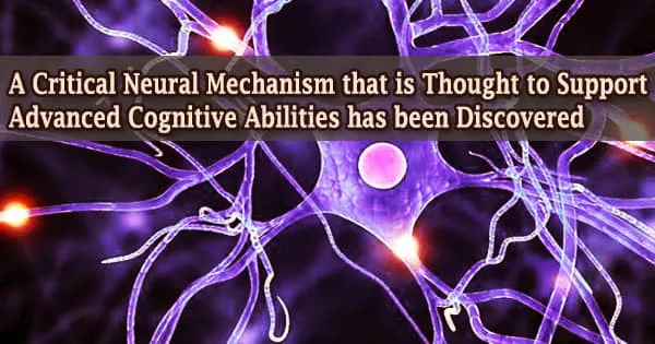 A Critical Neural Mechanism that is Thought to Support Advanced Cognitive Abilities has been Discovered