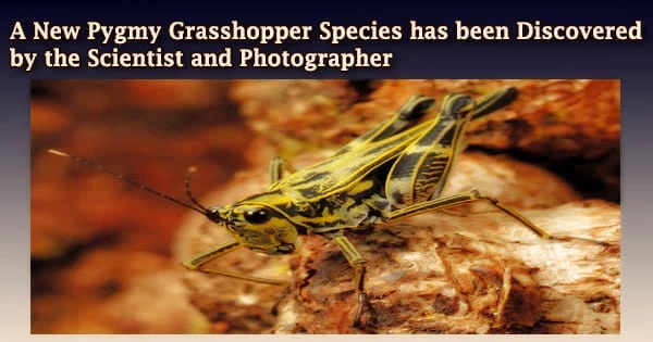 A New Pygmy Grasshopper Species has been Discovered by the Scientist and Photographer