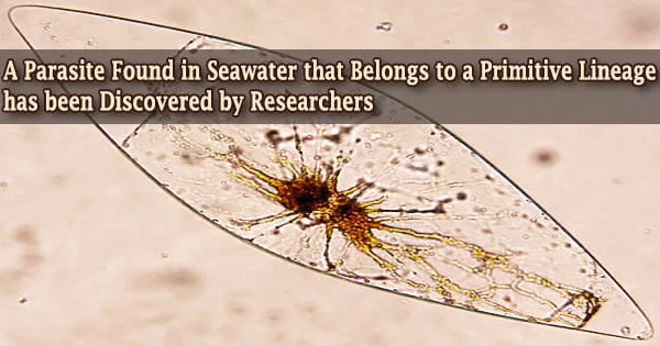 A Parasite Found in Seawater that Belongs to a Primitive Lineage has been Discovered by Researchers