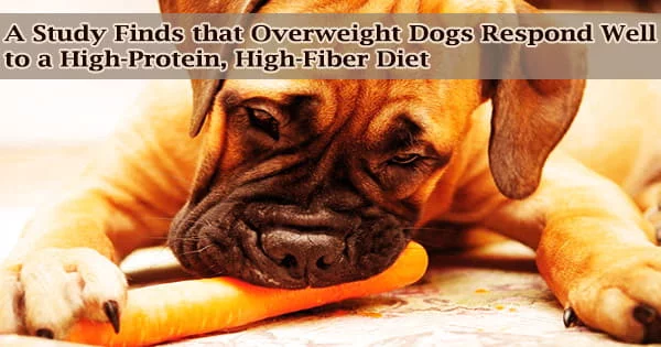 A Study Finds that Overweight Dogs Respond Well to a High-Protein, High-Fiber Diet