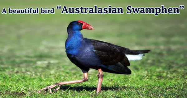 A beautiful bird “Australasian Swamphen”