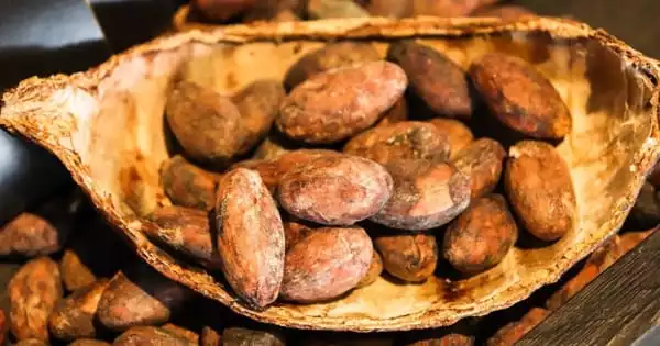 Ancient Maya Sacred Cacao Tree Groves have been Revealed