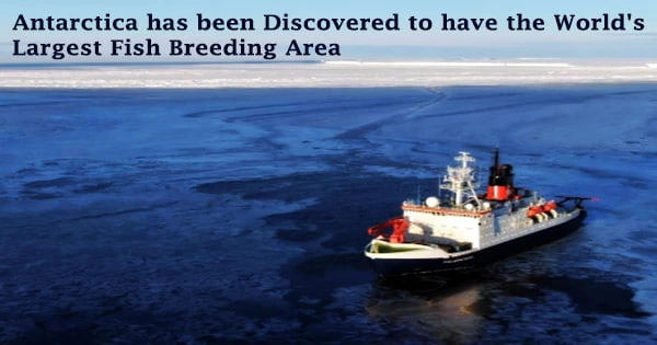 Antarctica has been Discovered to have the World’s Largest Fish Breeding Area