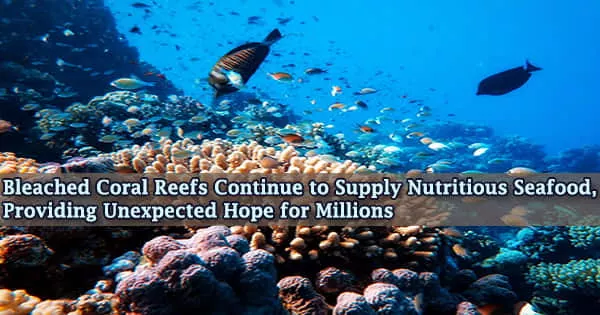 Bleached Coral Reefs Continue to Supply Nutritious Seafood, Providing Unexpected Hope for Millions
