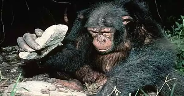 Breaking the Code of Chimpanzee Culture