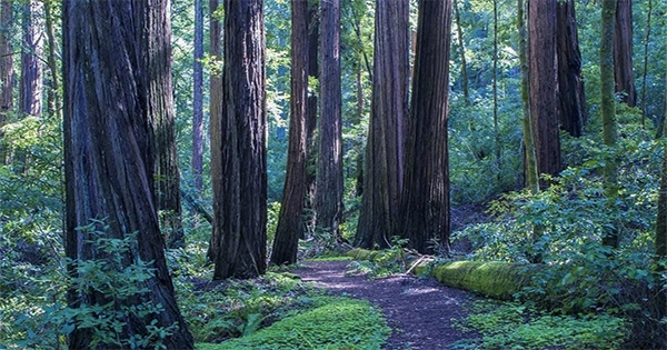 California Redwood Forest Officially Reclaimed By Indigenous Peoples