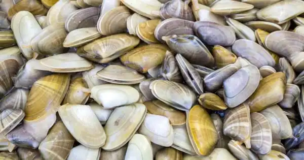 Clam Shells Hold a Record of Climate Change