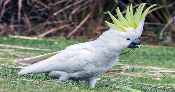 Cockatoos’ Impressive Golfing Skills Prove They’re Capable of Complex Tool Use