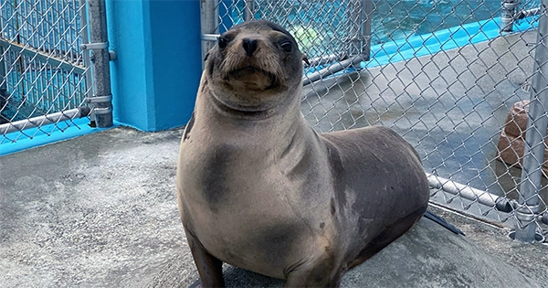 Cronutt the Sea Lion’s Epilepsy Cured By Pig Brain Cell Transplant