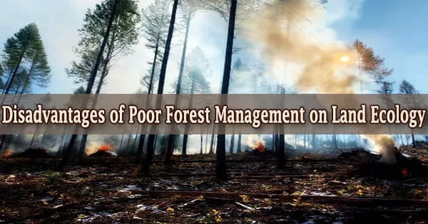 Disadvantages of Poor Forest Management on Land Ecology