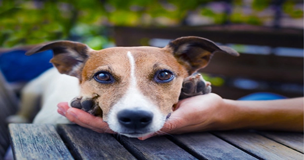 Dogs Can Distinguish Between Different Languages, Brains Scans Show