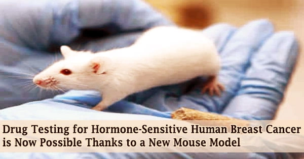 Drug Testing for Hormone-Sensitive Human Breast Cancer is Now Possible Thanks to a New Mouse Model