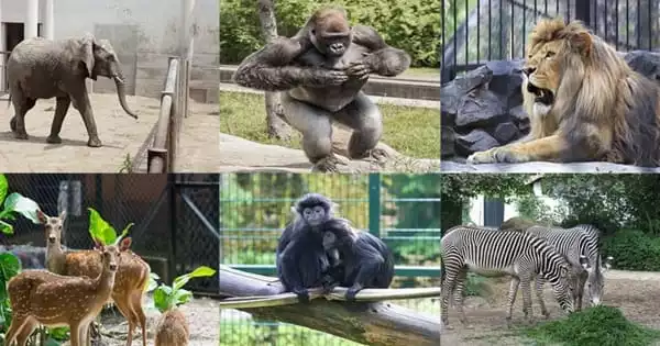 Enrichment of Zoos could be Expanded