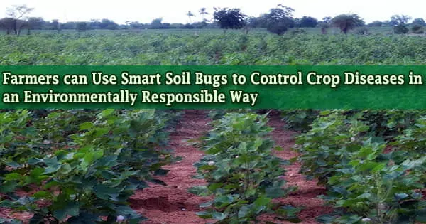 Farmers can Use Smart Soil Bugs to Control Crop Diseases in an Environmentally Responsible Way