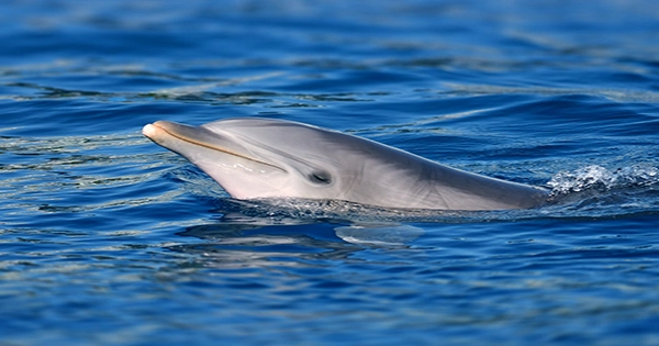 Female Dolphins’ Clitorises Are Full Of Feel-Good Nerves, Just Like Human